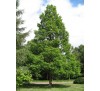 Метасеквойя глиптостробусовая (Metasequoia glyptostroboides)С2